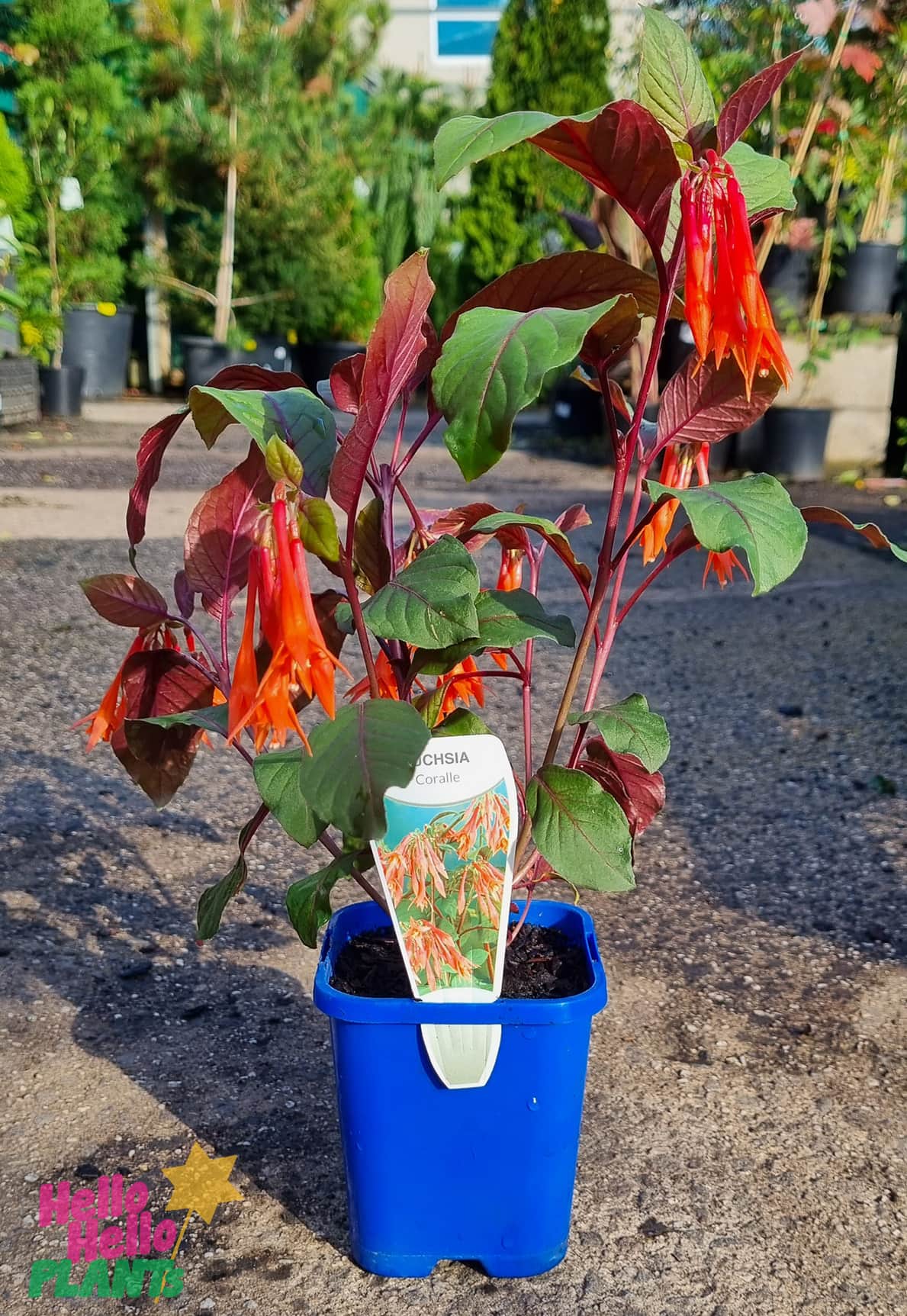 Fuchsia 'Coralle' 4" Pot - Image 2