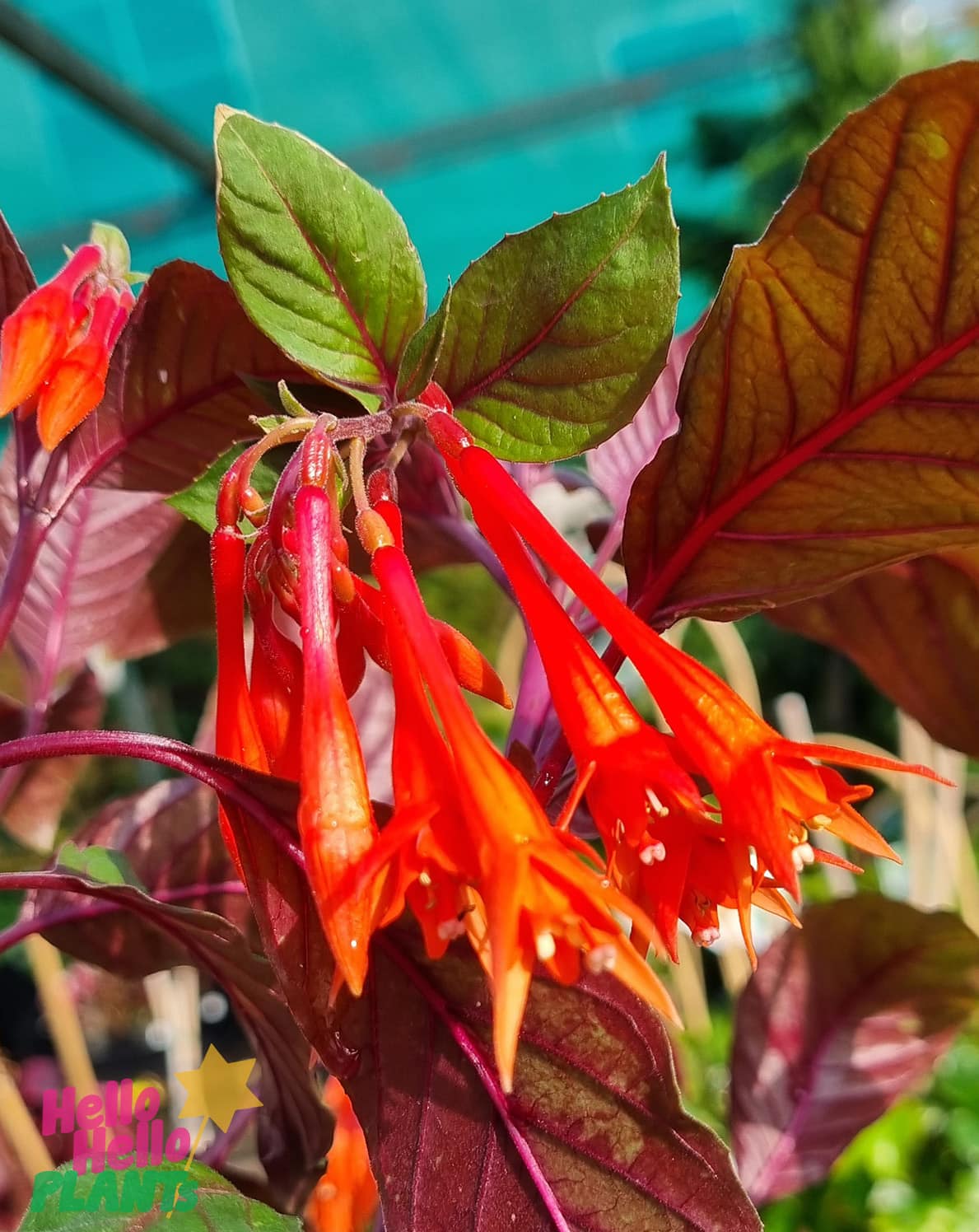 Fuchsia 'Coralle' 4" Pot - Image 3