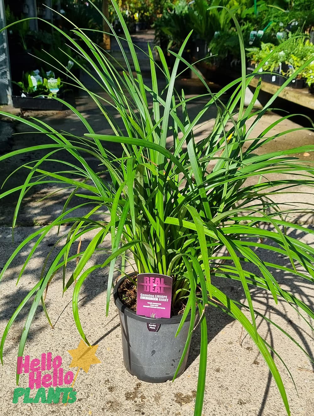 Liriope 'Evergreen Giant' 8" Pot - Image 2