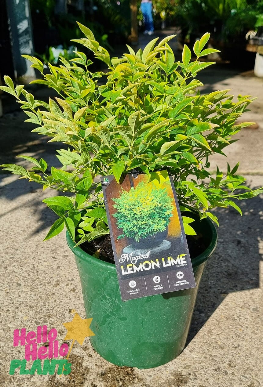 Nandina 'Lemon and Lime' 8" Pot - Image 2