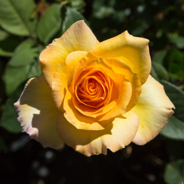A Rose 'Gold Medal' Climber in full bloom with green leaves in the background, captured in natural sunlight.