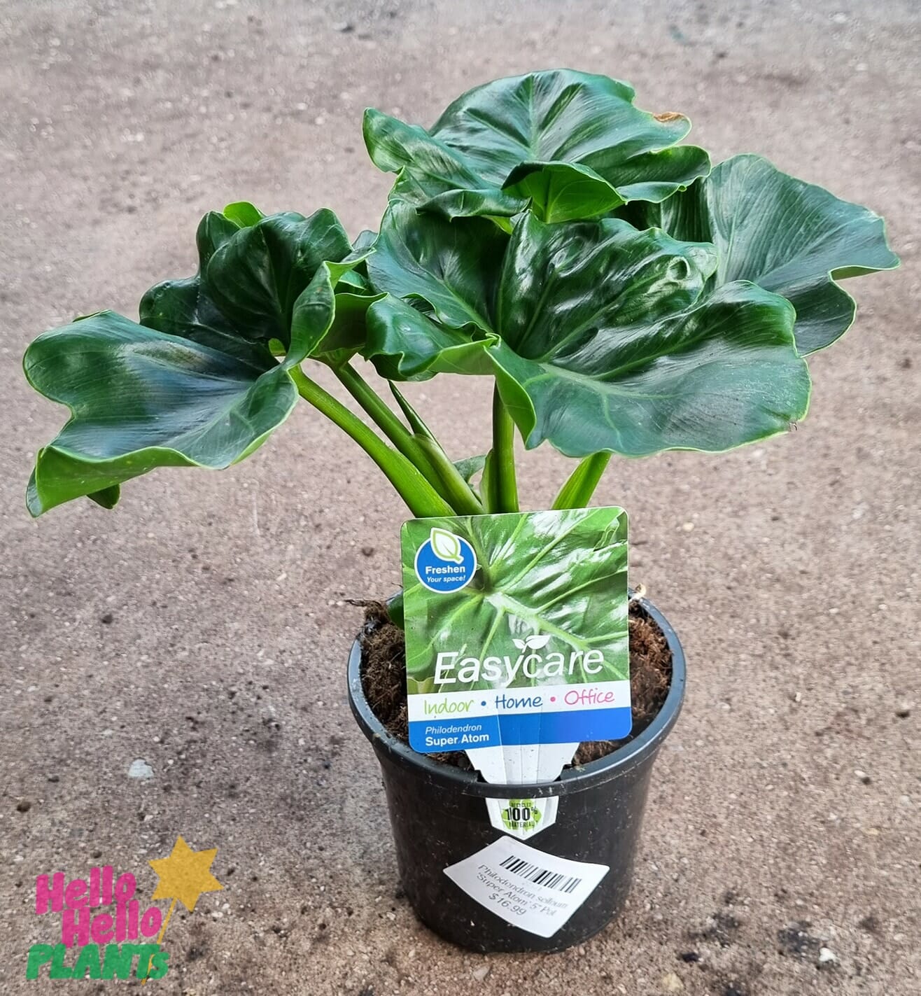 Philodendron selloum 'Super Atom' - Image 2
