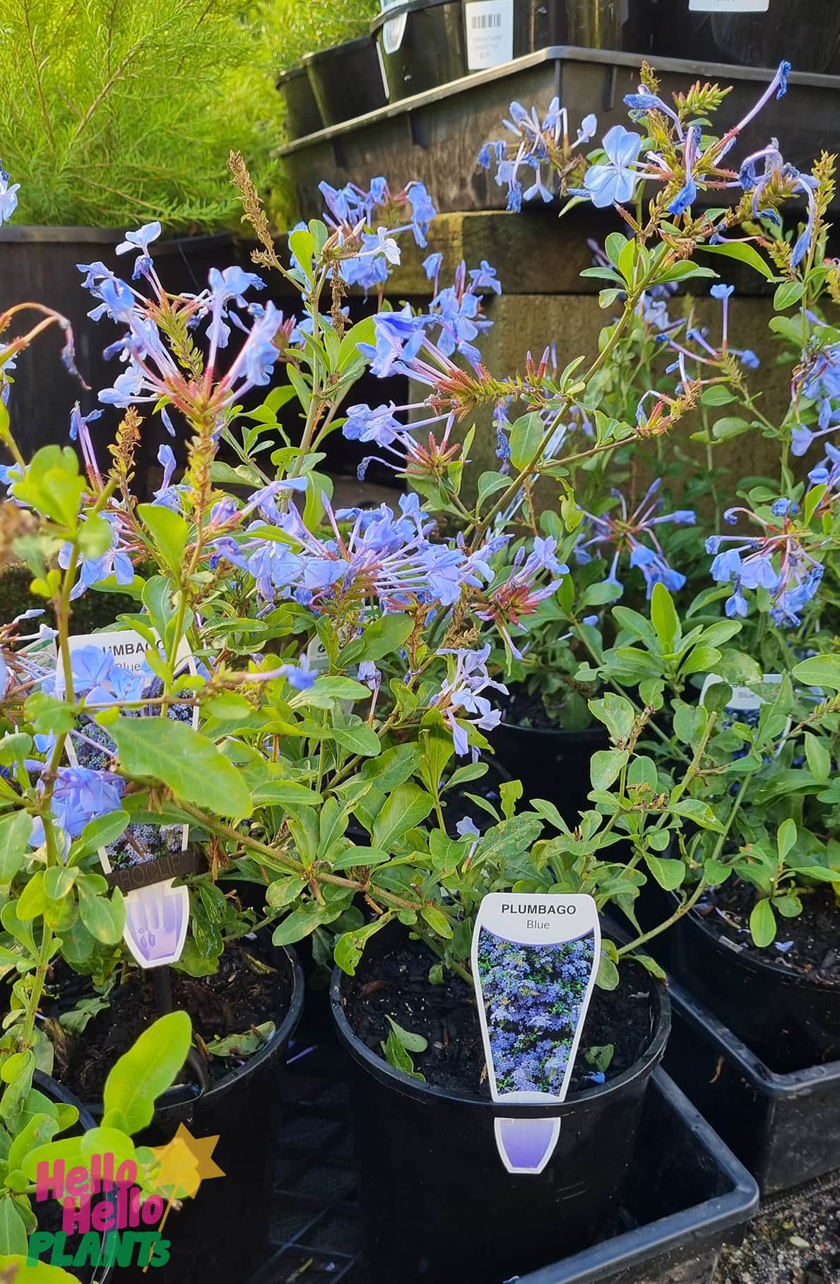 Plumbago auriculata 'Cape Plumbago' 6" Pot - Image 2