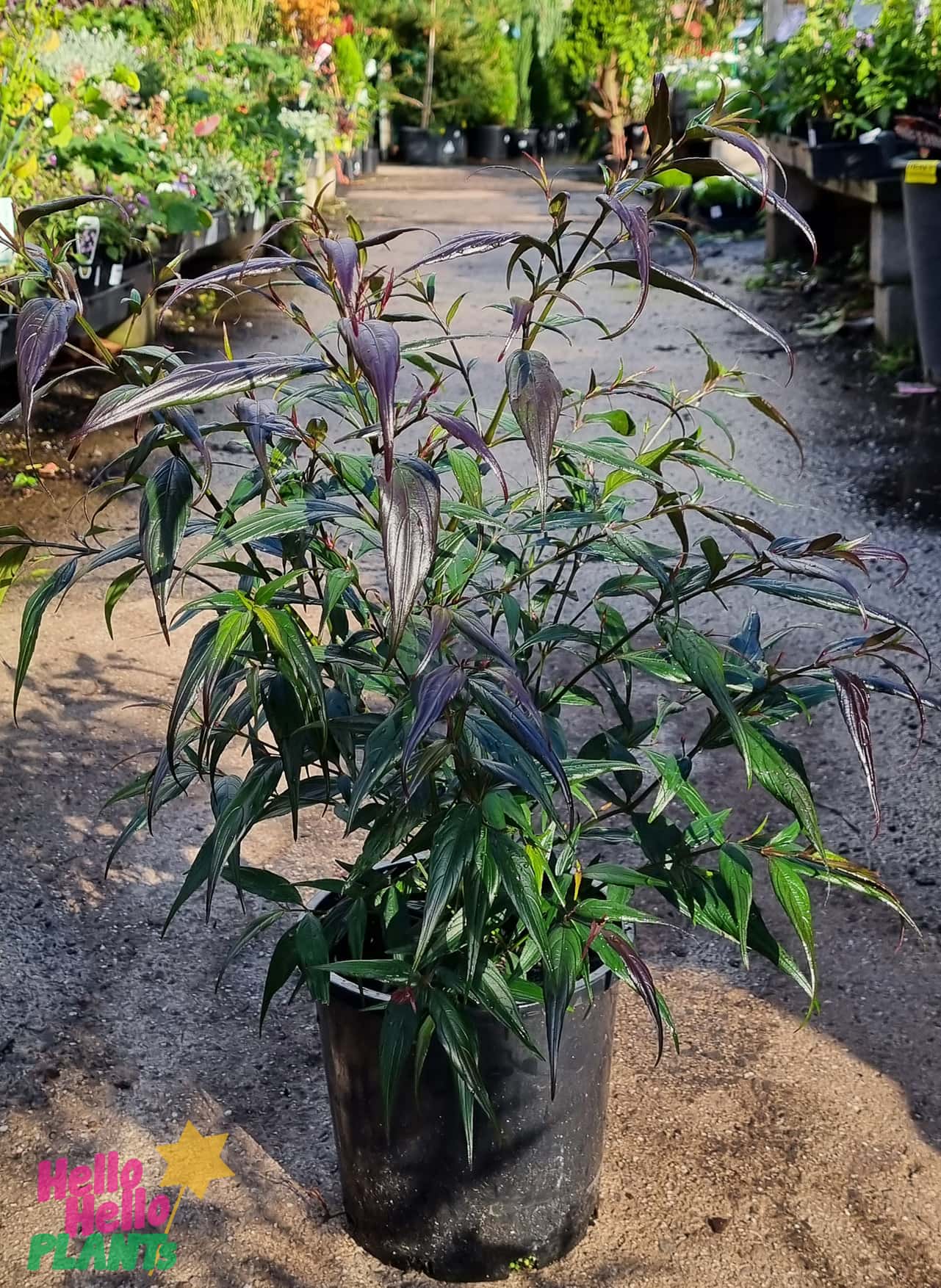 Strobilanthes 'Goldfussia' 8" Pot - Image 2