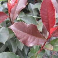 Close-up of glossy red and green, serrated leaves on Photinia 'Black Jack' PBR in an 8" pot.
