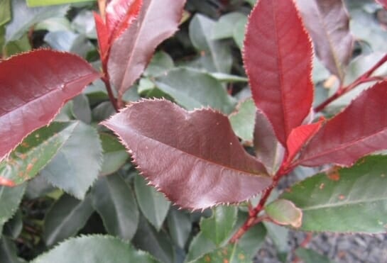 Close-up of glossy red and green, serrated leaves on Photinia 'Black Jack' PBR in an 8" pot.