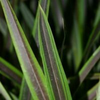 Close-up of Phormium 'Mint Slice' Flax in a 7" pot, highlighting its long, narrow green leaves with purple-brown stripes and detailed texture.