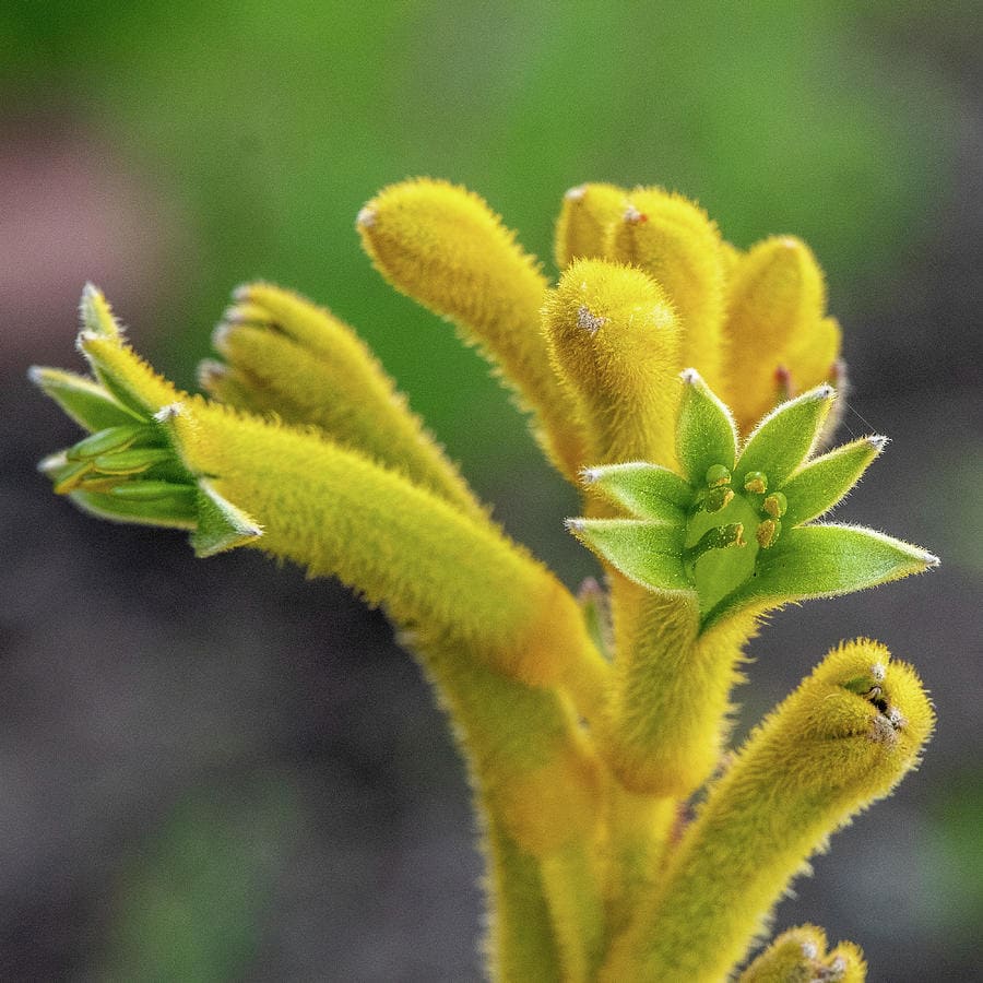 Close-up of Anigozanthos 'Tall Yellow' Kangaroo Paw in a 6" pot, featuring yellow, fuzzy tubular flowers with green star-shaped petals against a softly blurred green background.