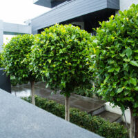 Hello Hello Plants Ficus hillii Standard Topiary in garden bed