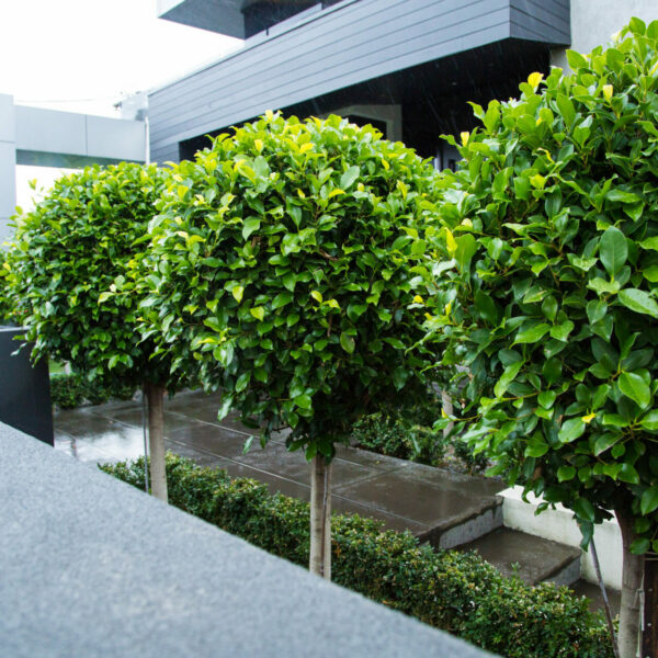 Hello Hello Plants Ficus hillii Standard Topiary in garden bed