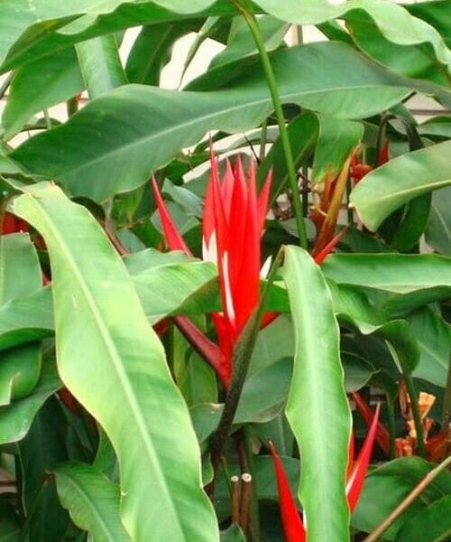 Heliconia-Red-Christmas