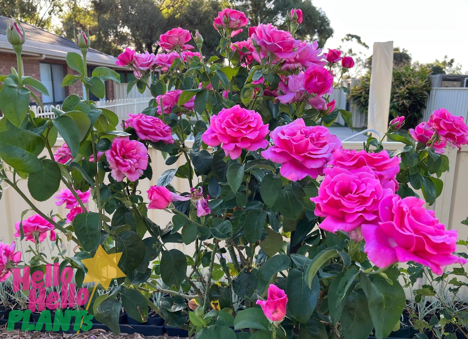 Rose 'Perfume Delight' 3ft Standard - Image 3