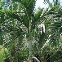 The Ptychosperma 'Solitaire Palm' in a 12" pot features a slender trunk with large green fronds. Perfect for patios or gardens, this young palm thrives in sunny spots and pairs well with other palms for decorative landscaping.