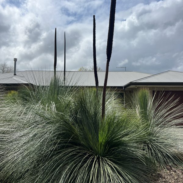 Australian grass trees with tall spikes stand regally in front of a house, their silhouettes contrasting beautifully against the cloudy sky, much like a Cedrela 'Chinese Pink Cedar' 8" pot (freshly potted) adding its own unique flair to the scene.
