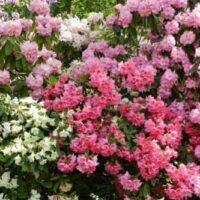 Clusters of blooming Rhododendron 'Mixed' in pink and white shades are densely packed among green foliage, perfect for display in an 8" pot.