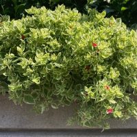 A Cupressus stricta 'Italian Pencil Pine' in a 6" pot is planted in a rectangular planter box attached to a wall, adding a touch of slender elegance to the space.