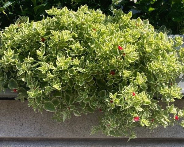 A Cupressus stricta 'Italian Pencil Pine' in a 6" pot is planted in a rectangular planter box attached to a wall, adding a touch of slender elegance to the space.