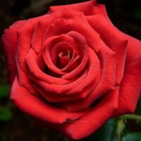 Close-up of Rose 'Dallas' 2ft Standard (Bare Rooted) in full bloom, highlighting its finely detailed petals and soft, natural texture—ideal for showcasing this stunning rose variety.