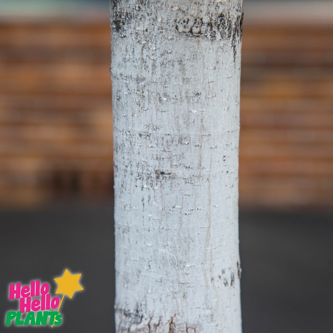 Ficus hillii 'Hill's Weeping Fig' 1.5m Standard 12" Pot - Image 4