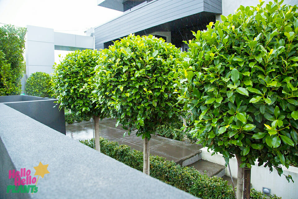 Hello Hello Plants Ficus hillii standard