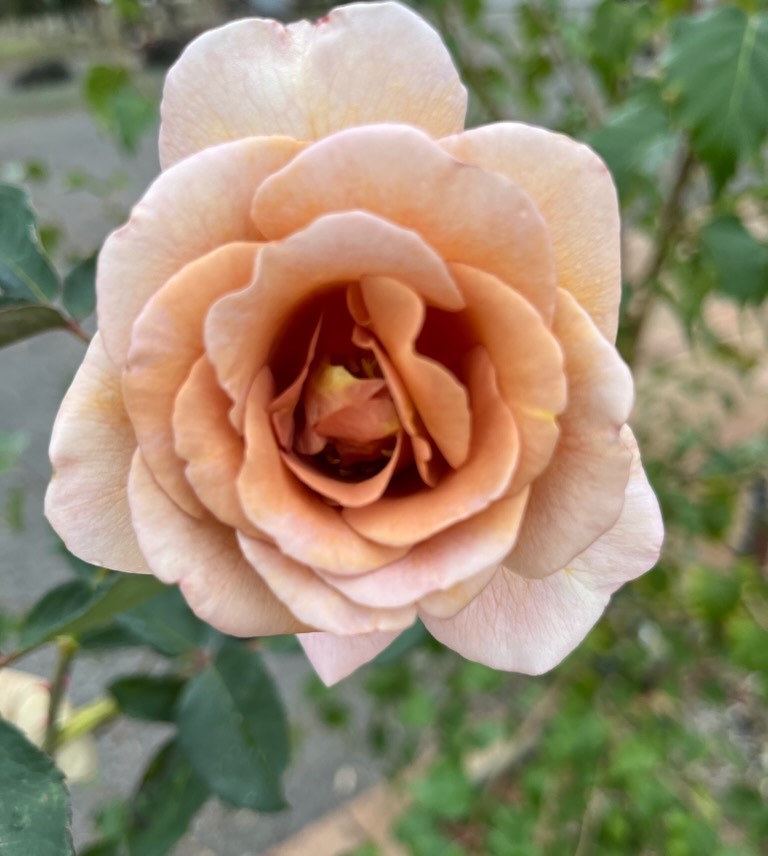 Rose 'Julias' 2ft Standard - Image 2