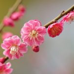 Hello Hello Plants Nursery Campbellfield Melbourne Victoria Australia Prunus plum blossom dark pink