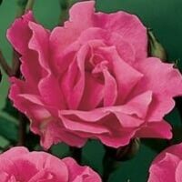 Close-up of Rose 'Irene' 2ft Standard (Bare Rooted), fully bloomed with layered pink petals set against a green background.