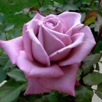 Close-up of a blooming Rose 'Plum Crazy' 2ft Standard (Bare Rooted), surrounded by green leaves with a blurred grassy background.