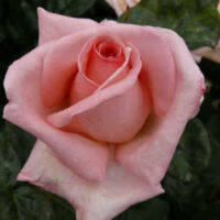 Close-up of a pink Rose 'Susan' 2ft Standard (Bare Rooted) in bloom, set among dark green leaves. Supplied bare-rooted for easy planting.