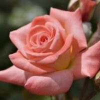 Rose 'Violet Carson' Bush Form