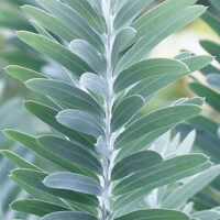 Acacia 'Blue Bush Wattle' 6" Pot features symmetrical, elongated green leaves arranged alternately along a central stem—ideal for display in your home or garden.