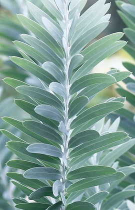 Acacia 'Blue Bush Wattle' 6" Pot features symmetrical, elongated green leaves arranged alternately along a central stem—ideal for display in your home or garden.