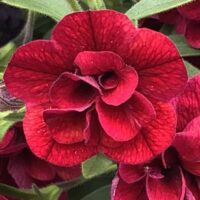 Close-up of a blooming Calibrachoa Superbells® 'Double Plum' in a 6" pot, showcasing its rich plum double flowers with green leaves visible in the background.