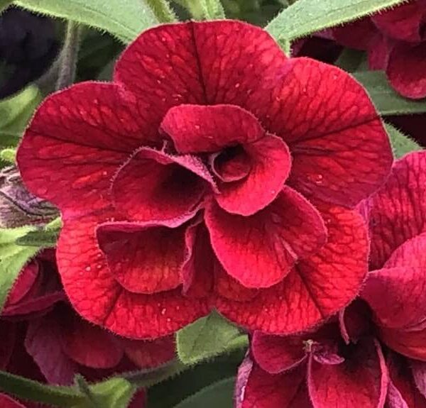 Close-up of a blooming Calibrachoa Superbells® 'Double Plum' in a 6" pot, showcasing its rich plum double flowers with green leaves visible in the background.