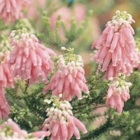 Erica carnea Pink Pearl