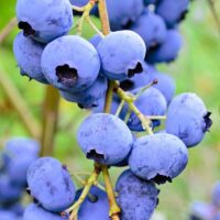 Vaccinium 'Vitality' Blueberry 6" Pot: clusters of ripe blueberries on slender branches, ideal for adding vibrant greenery and fresh fruit to your garden.