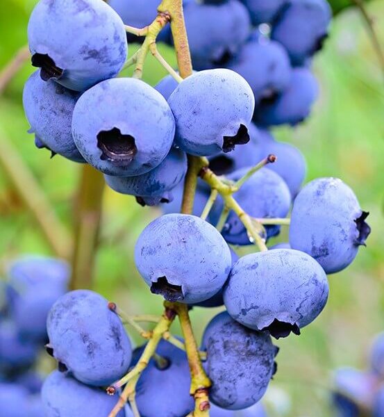 Vaccinium 'Vitality' Blueberry 6" Pot: clusters of ripe blueberries on slender branches, ideal for adding vibrant greenery and fresh fruit to your garden.