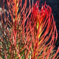 AULAX LEUCADENDRON PROTAECEAE BRONZE HAZE AUSTRALIAN NATIVE