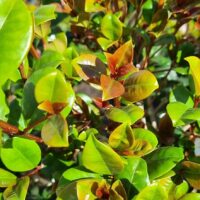 Close-up of green and reddish-brown leaves on a Syzygium 'Cherry Bomb' Lilly Pilly 10" Pot shrub in bright sunlight.