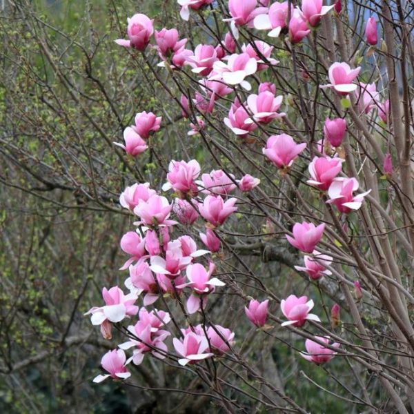 A tree with numerous pink and white magnolia flowers in bloom, surrounded by lush green foliage, stands tall like a Magnolia 'Sunspire' in the garden.