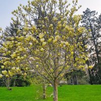 A Magnolia 'Sunspire' tree with yellow blossoms stands gracefully in a green grassy field, surrounded by other trees in the background.