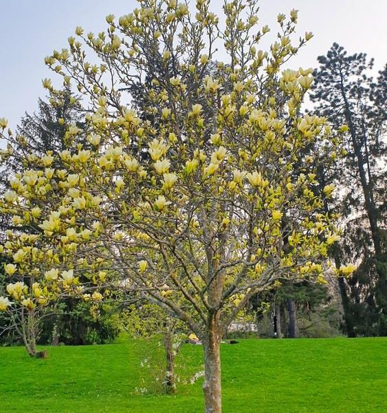 A Magnolia 'Sunspire' tree with yellow blossoms stands gracefully in a green grassy field, surrounded by other trees in the background.