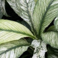 SPATHIPHYLLUM WALLISII SENSATION VARIEGATA PEACE LILY FOLIAGE