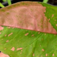 Syngonium Pink Splash Foliage