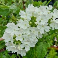 Verbena 'Alba' features clusters of delicate white flowers against a lush green foliage backdrop.