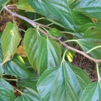 The Morus Unryu 'Contorted Mulberry' 8" Pot features glossy green, veined leaves on twisting woody stems, highlighted here in natural outdoor light.