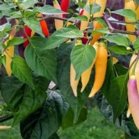 Capsicum 'Aji Omnicolor' Chilli 4" Pot features an attractive plant with elongated chillies in yellow, purple, and red stages of ripeness nestled among vibrant green leaves.