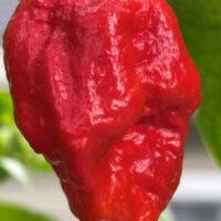 A close-up of the Capsicum 'Brain Killer' Chilli Pepper in a 4" pot, featuring its vibrant red color as it hangs from a green stem with blurred green leaves in the background.