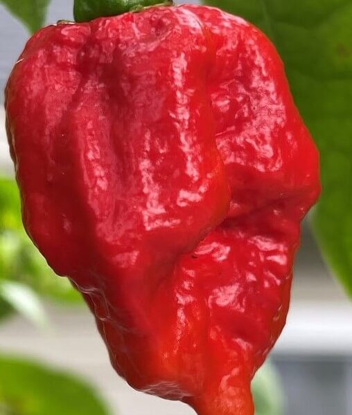 A close-up of the Capsicum 'Brain Killer' Chilli Pepper in a 4" pot, featuring its vibrant red color as it hangs from a green stem with blurred green leaves in the background.