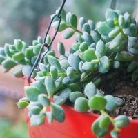 Close-up of a green succulent plant in a red hanging pot, with soil visible. The background is blurred, showcasing an outdoor scene. Delicate leaves of Cineraria 'Silver Dust' 4" Pot add contrast to the vibrant succulent.